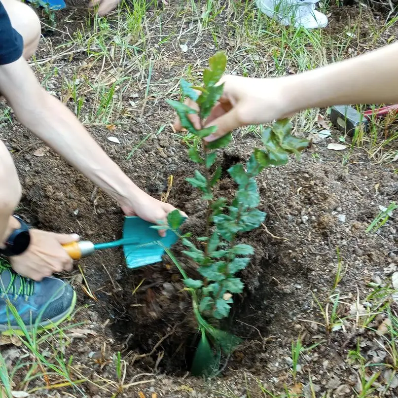 Boschi del Trentino, nuove regole per le piantine: priorità alle specie locali