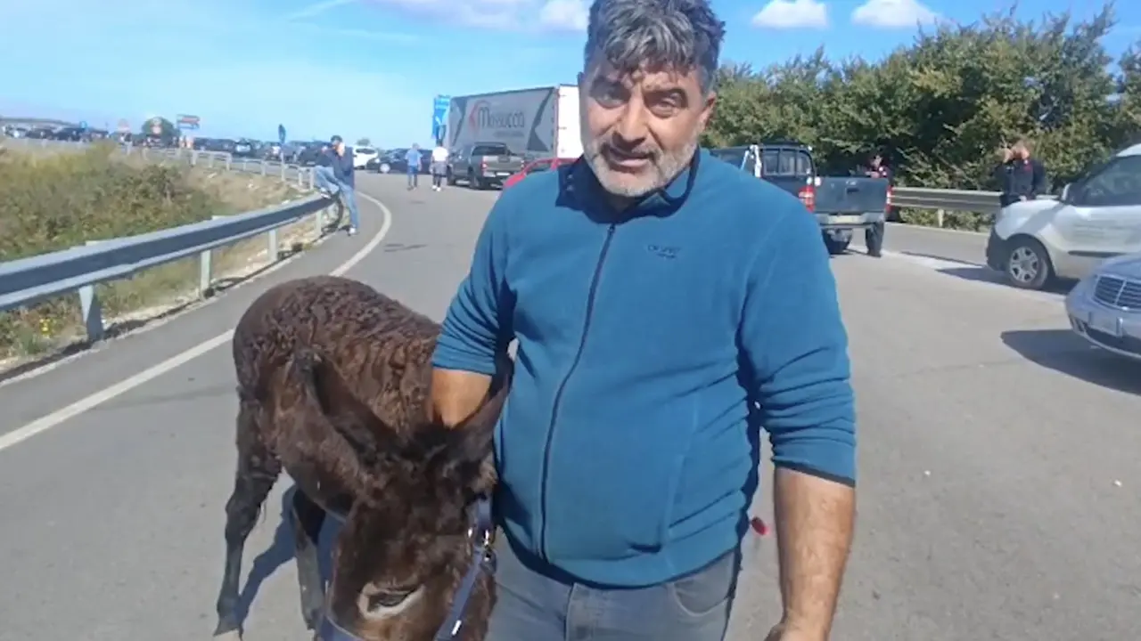 L’asinella \"Susy\" al sit-in contro il caro carburante: \"Così consumiamo meno”