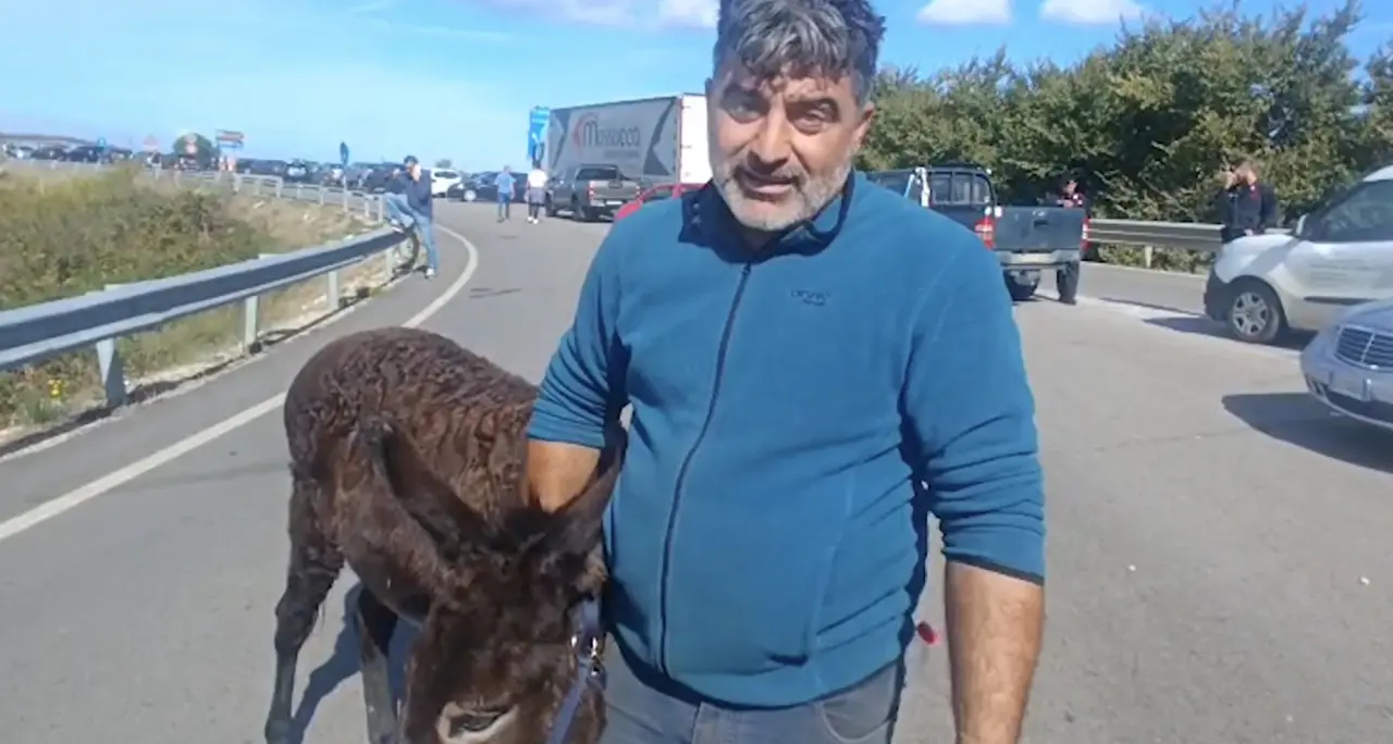 L’asinella \"Susy\" al sit-in contro il caro carburante: \"Così consumiamo meno”