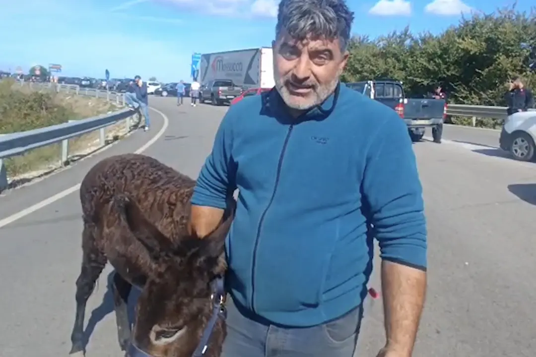L’asinella \"Susy\" al sit-in contro il caro carburante: \"Così consumiamo meno”