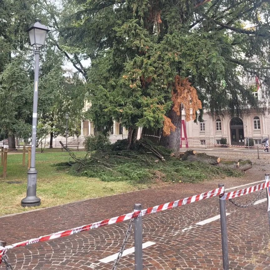 Un larice cade in piazza Dante a causa della pioggia: intervengono i vigili del fuoco