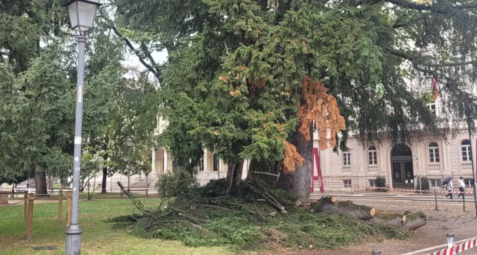 Un larice cade in piazza Dante a causa della pioggia: intervengono i vigili del fuoco