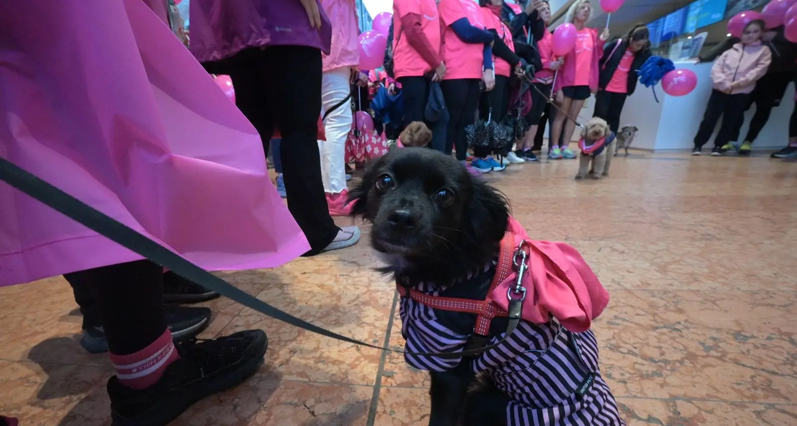 Ombrelli rosa in centro a Trento: la marcia contro i tumori femminili in foto