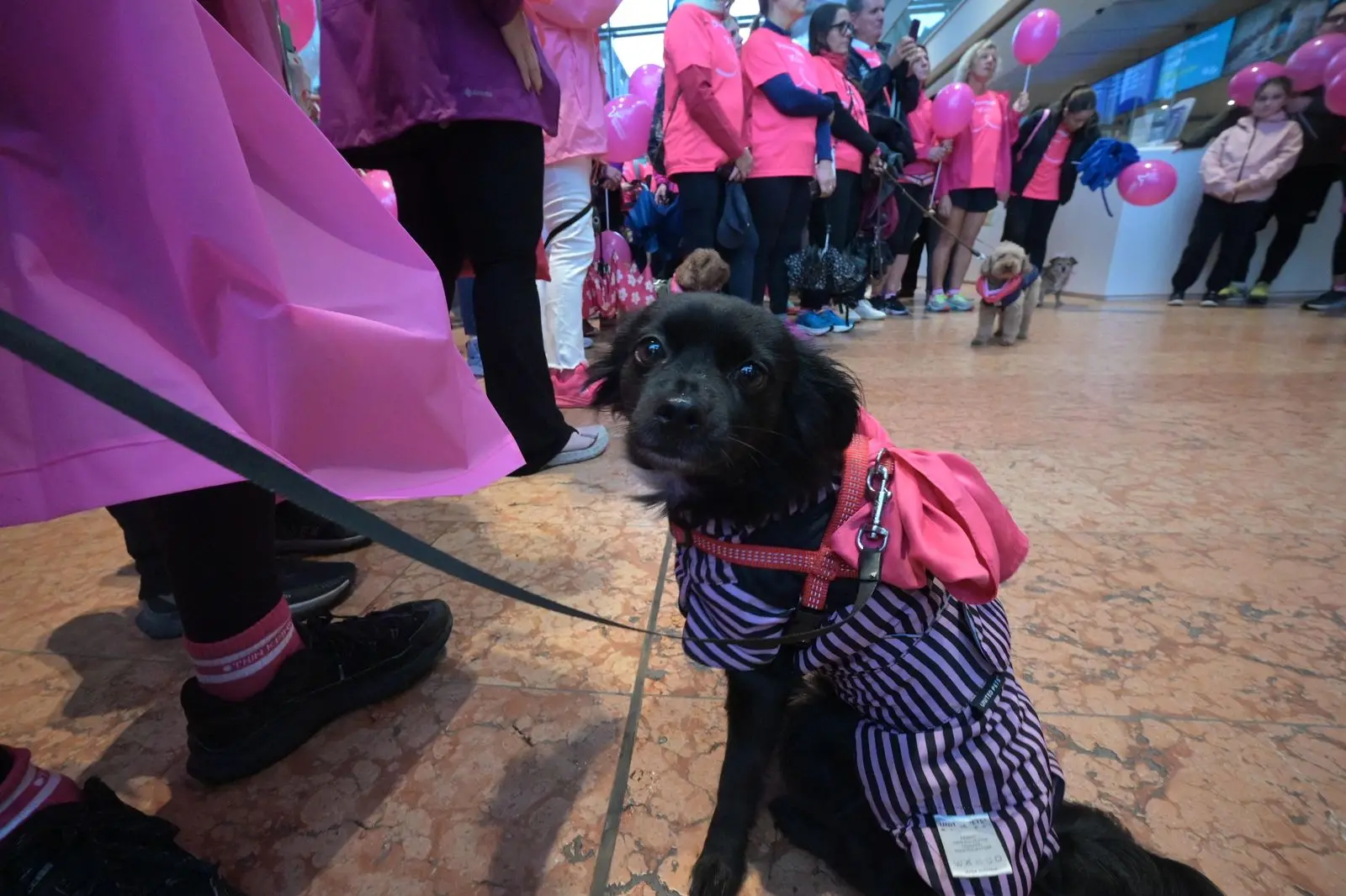Ombrelli rosa in centro a Trento: la marcia contro i tumori femminili in foto