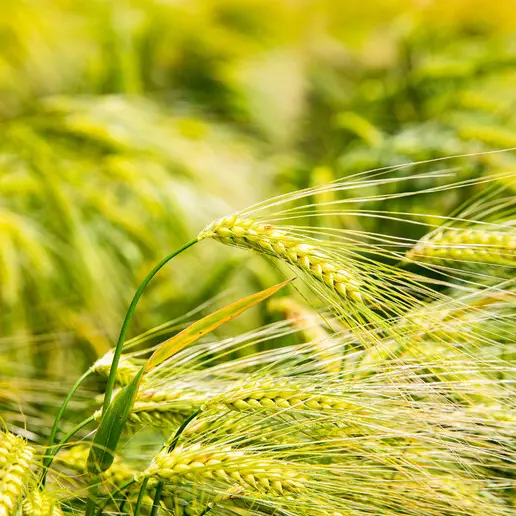 Agricoltura, costi alle stelle tra energia e clima. Barbacovi: «Serve un piano europeo come per il Covid»