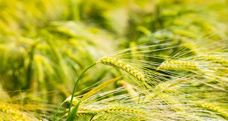 Agricoltura, costi alle stelle tra energia e clima. Barbacovi: «Serve un piano europeo come per il Covid»