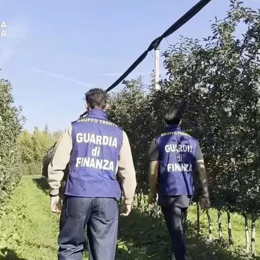 Braccianti sfruttati nei piccoli frutti, Coldiretti: «Fatti criminali, tolleranza zero»