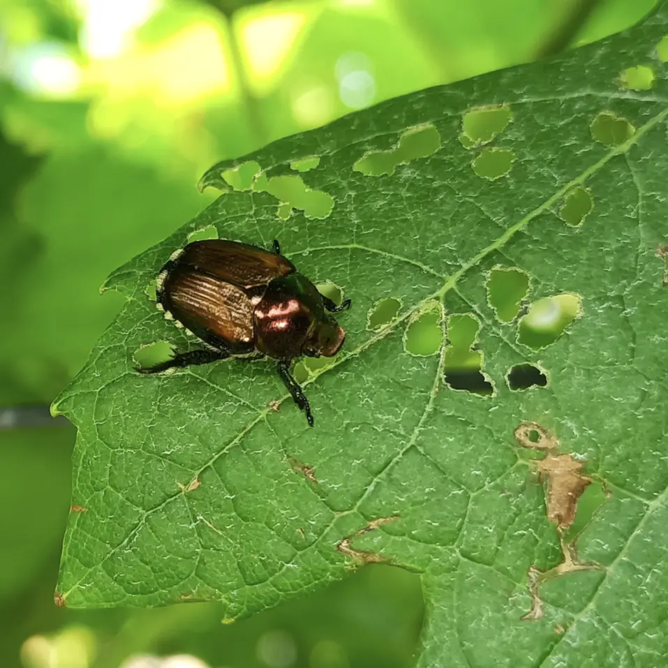 Scarabeo giapponese in Trentino, primo focolaio a Villa Lagarina: a rischio vigneti e coltivazioni