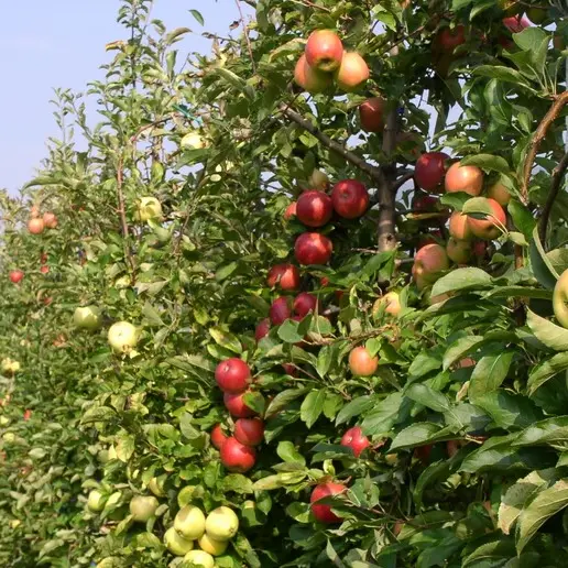 Agricoltura, un protocollo per contrastare il lavoro sommerso e allungare i contratti stagionali