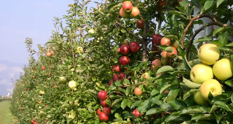 Agricoltura, un protocollo per contrastare il lavoro sommerso e allungare i contratti stagionali