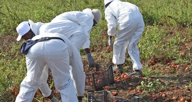 Caporalato in Val di Non, Coldiretti: «Tolleranza zero, difendere le imprese oneste»