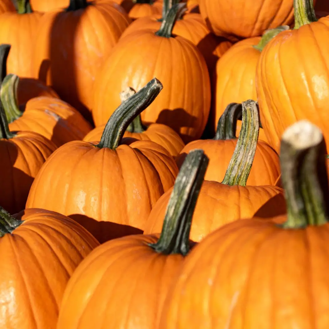 Halloweenissimo, il 30 e 31 ottobre l’evento al nuovo spazio giovani di Trento