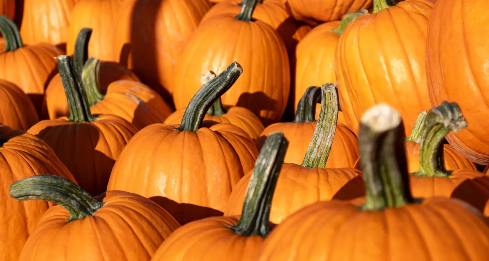 Halloweenissimo, il 30 e 31 ottobre l’evento al nuovo spazio giovani di Trento