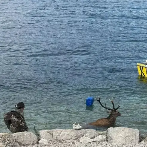Cervo in difficoltà nel lago di Garda: un cacciatore si tuffa e lo salva