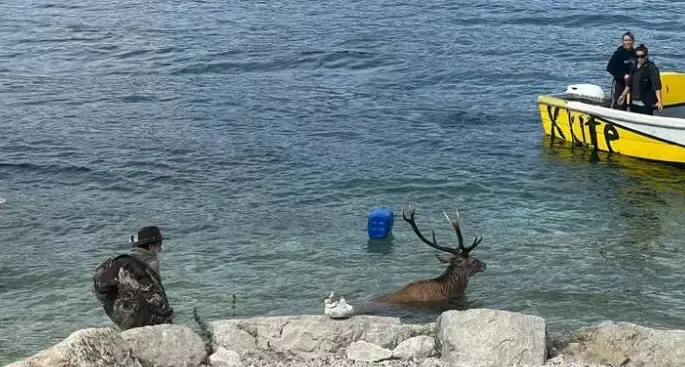 Cervo in difficoltà nel lago di Garda: un cacciatore si tuffa e lo salva