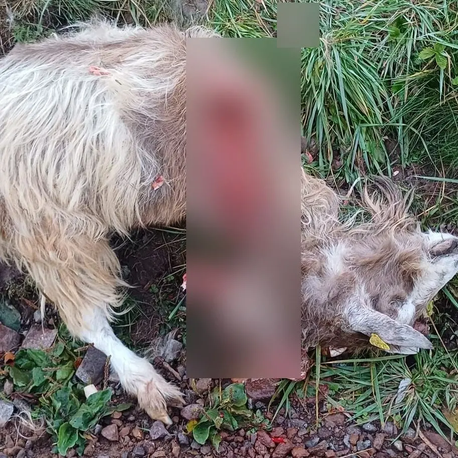 Lupo sbrana una capra a Baselga di Piné, avvistato da padre e figlio