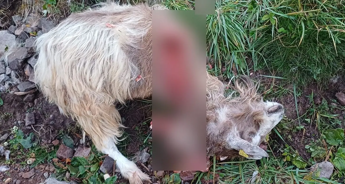 Lupo sbrana una capra a Baselga di Piné, avvistato da padre e figlio