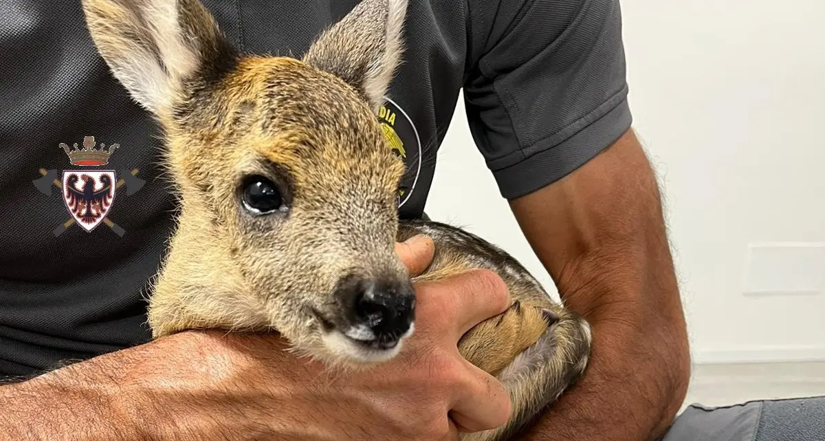 Il piccolo di capriolo cade nel canyon a Revò: salvato dai pompieri – FOTO
