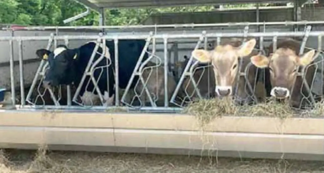 Le mucche collassate, sospetto avvelenamento: veterinario e carabinieri in una stalla di Brez