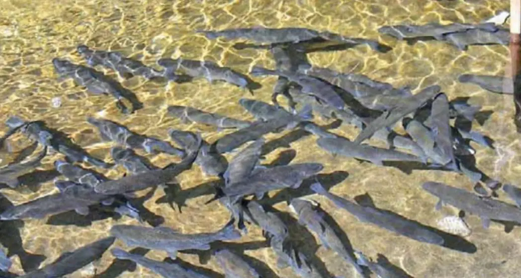Pescicolture in crisi: l’esplosione dei costi e la mancanza d’acqua rischiano di mettere in ginocchio le attività