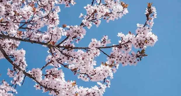 Arriva la primavera, l'equinozio alle 22,24 del 20 marzo: è il momento in cui le ore di luce eguagliano quelle di buio