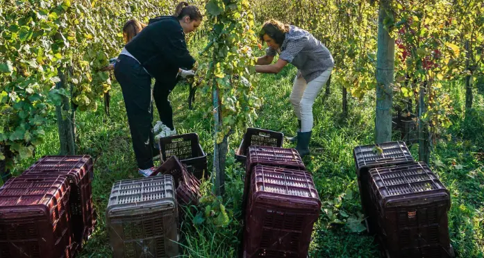 Il Festival Trentodoc annuncia con grande gaudio l'avvio della vendemmia per le 67 case spumantistiche