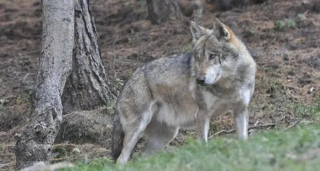 Terre d’Adige: “Lupi nelle campagne, prudenza ma nessun allarmismo”