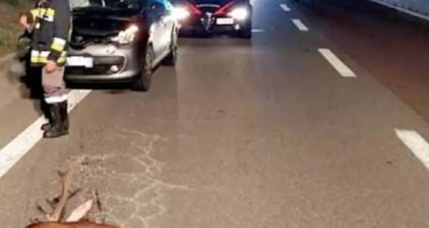 Auto contro un cervo in val di Fiemme, la Provincia deve pagare la metà del conto