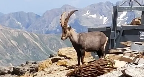 Pejo, si costruisce il nuovo rifugio alla Mite, e il primo cliente è… uno stambecco