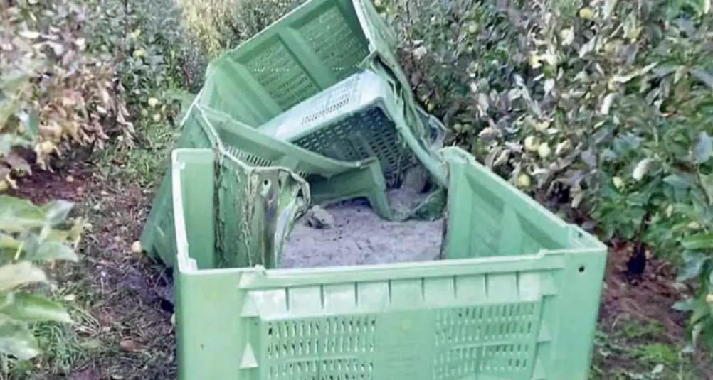 Roghi tra i meleti della Val di Non, i genitori di 2 minori hanno presentato denuncia: “Accuse ingiuste”