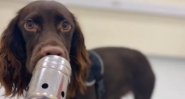 Il vostro cane sa quando siete stressati (e senza vedervi, soltanto dall'odore)