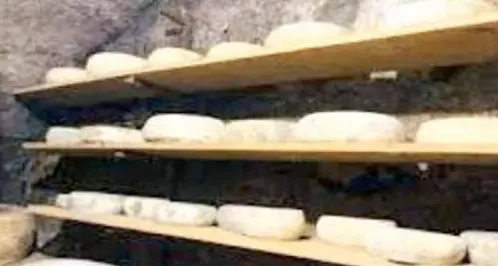 Formaggi contaminati dai batteri, controlli sulle procedure