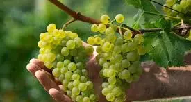 Va in vendemmia e in 2 settimane guadagna 205 euro, l'Inps gli toglie la pensione