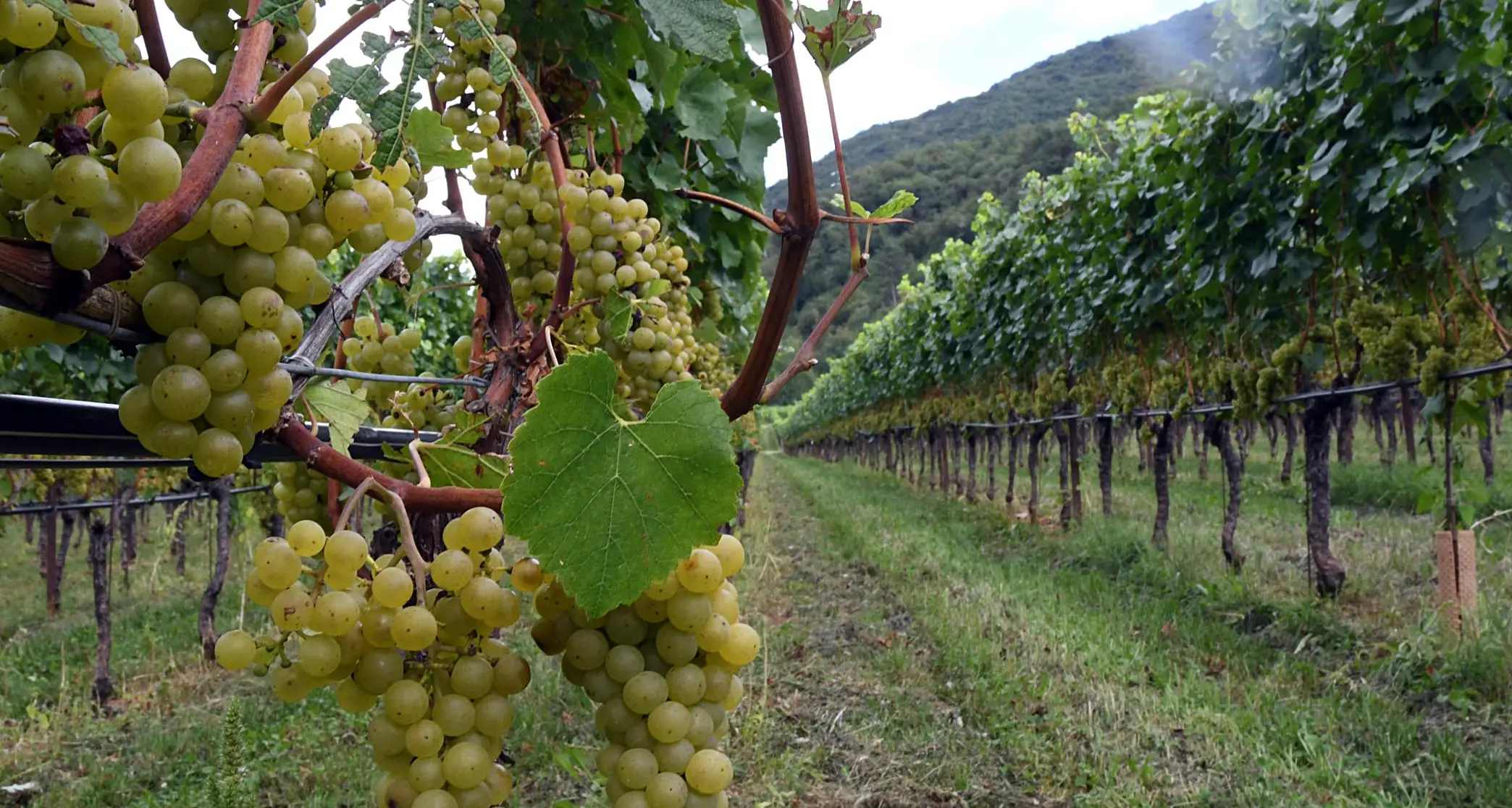 Sarà una buona vendemmia: maturazione un po’ in ritardo, ma assenza di malattie e buona qualità