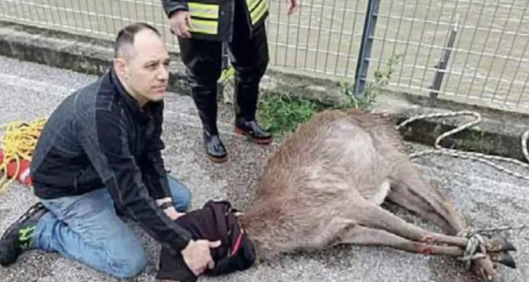 Cerva salvata: l’allarme lanciato da un operaio trentino che stava andando al lavoro