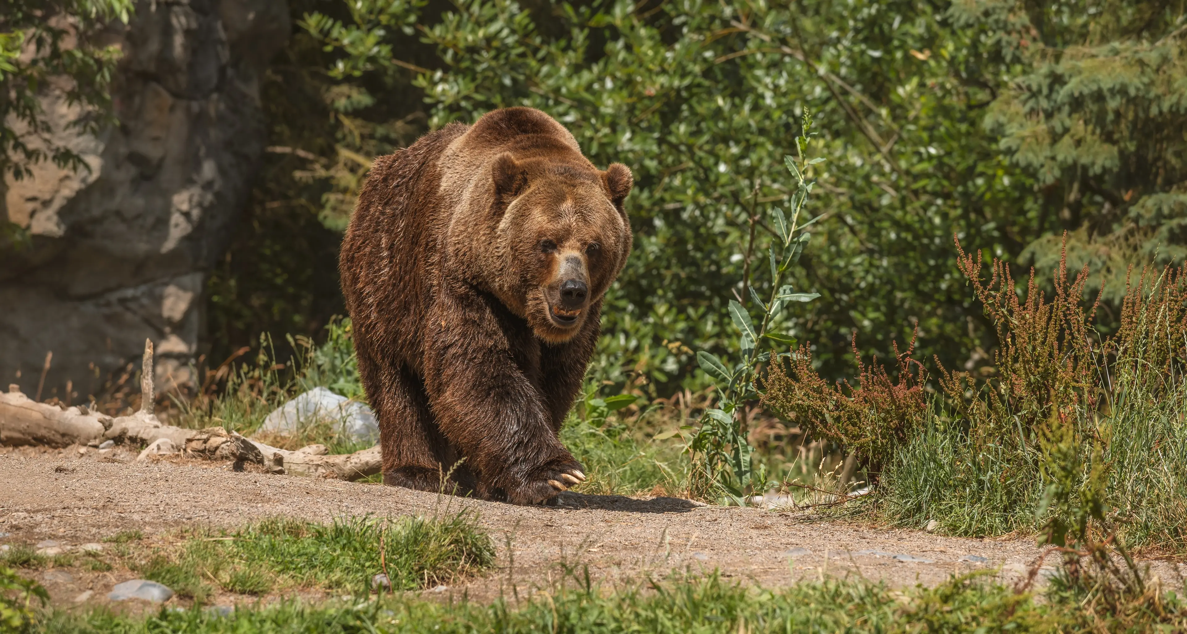 Gestione orsi e ripercussioni mediatiche, Confcommercio: «Gli animalisti non ci preoccupano, i turisti vengono comunque»