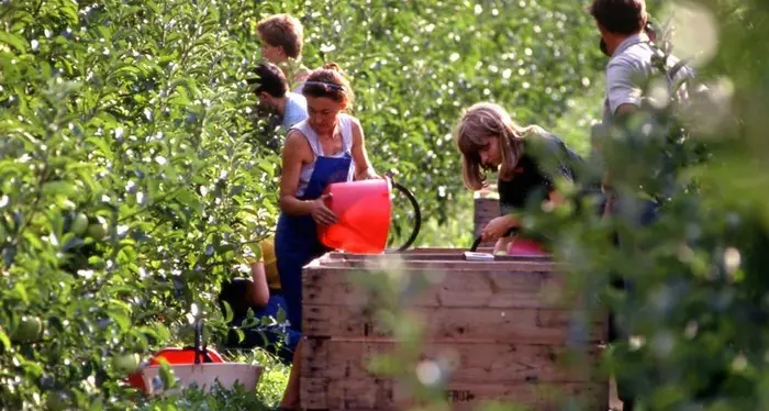 Frutticoltura: in Trentino 14.000 stagionali impiegati. Uso dei fitofarmaci calato del 40% tra il 2012 e 2021