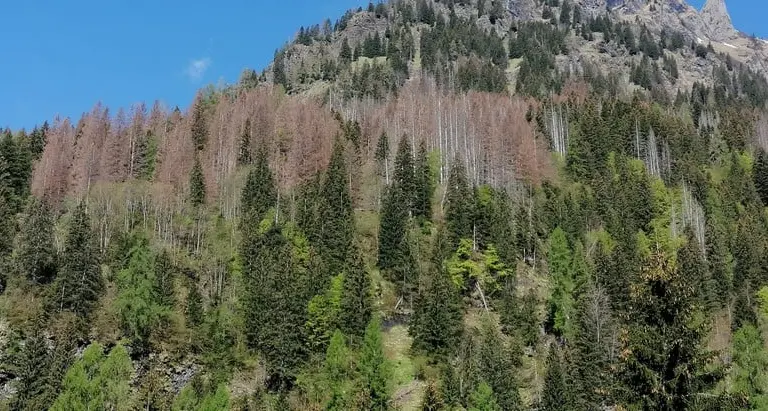 Bostrico, un disastro nei boschi: fra Vaia e riscaldamento climatico, il parassita avanza in maniera incontrollata