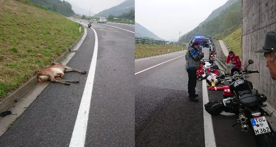Con la moto investe un cervo in pieno giorno, il centauro ferito a Pieve di Bono