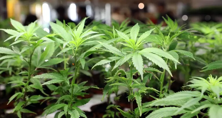Nei guai perché aveva due chili di marijuana in casa: assolto