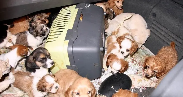 Aeroporto Catullo di Verona, la Finanza scopre un traffico illecito di cuccioli di animali da compagnia