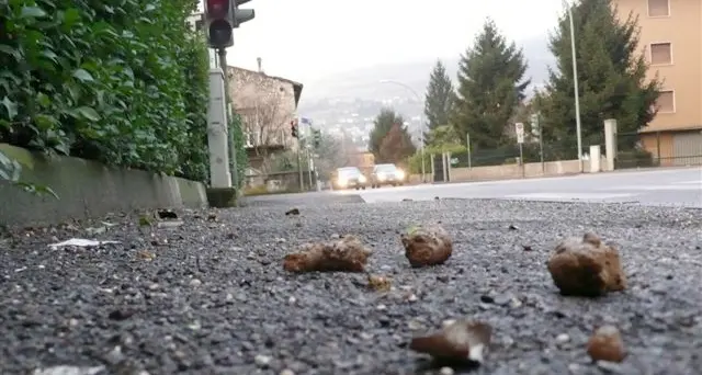 Alto Adige: se hai un cane, obbligo di profilazione del DNA dall’1 gennaio (e costerà 65 euro per animale)