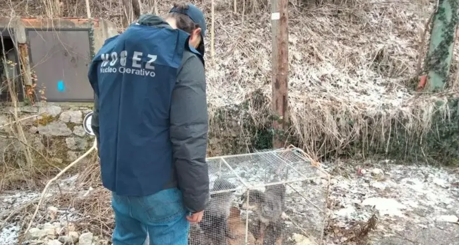 Rovereto, gabbia con cuccioli di cane abbandonata lungo la statale del Brennero