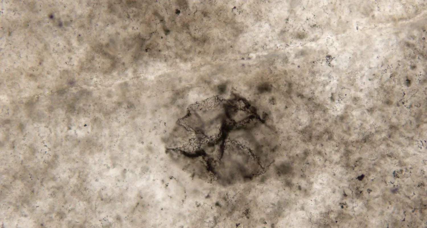Scoperti batteri fossili di 3,4 miliardi di anni fa, nel team anche l’FBK di Trento