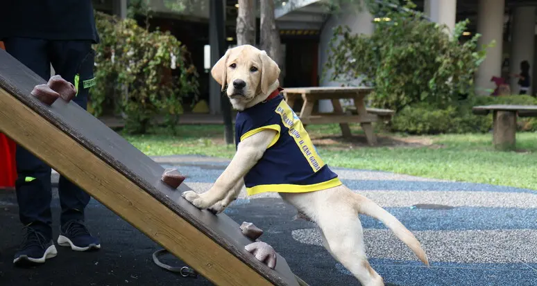 Non vedente rifiutata in un albergo per il cane, le scuse dell'Apt della Val di Fassa