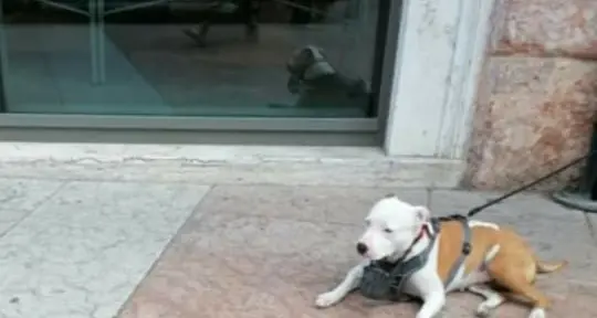 Il pitbull feroce del centro città è stato sequestrato, è in canile, visto che il padrone non obbediva all’obbligo di museruola