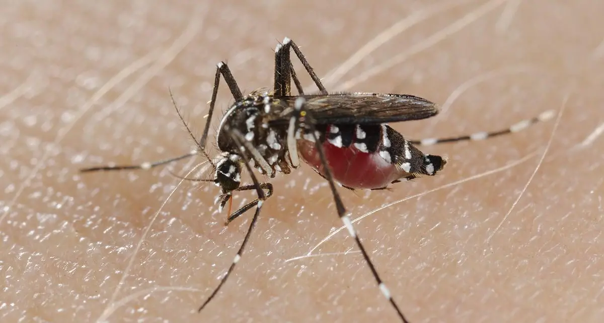 Febbre West Nile, in Italia già 28 morti (dal Friuli al Veneto alla Lombardia)