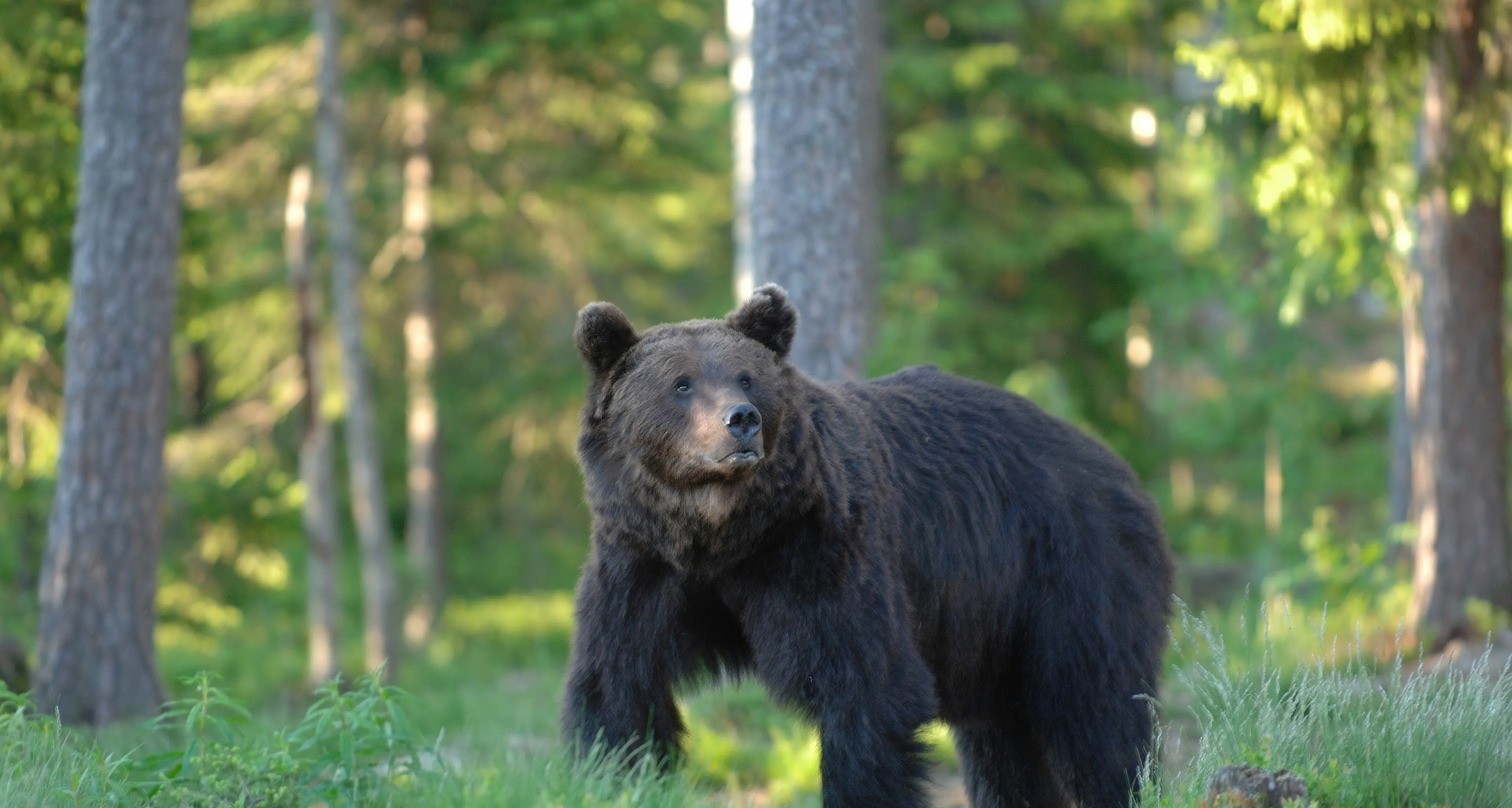 Un altro orso investito nelle Giudicarie: ferito, è fuggito nel bosco