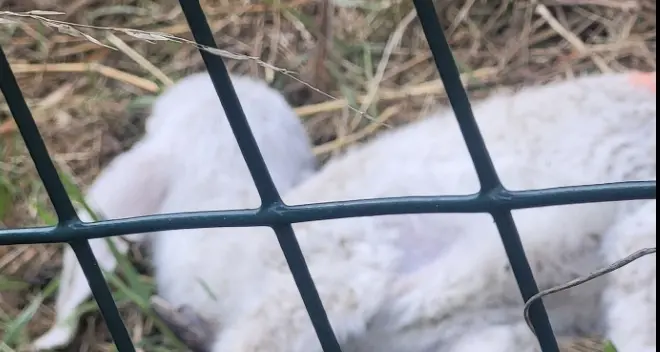 Agnellini abbandonati sotto il Dos Trento, nei pressi dell'A22: uno muore
