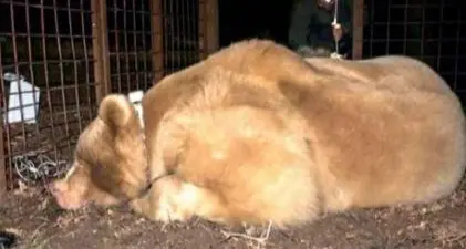L’orso trentino Francesco è diventato una star in Friuli: problematico come la madre, è costato 35 mila euro di indennizzi